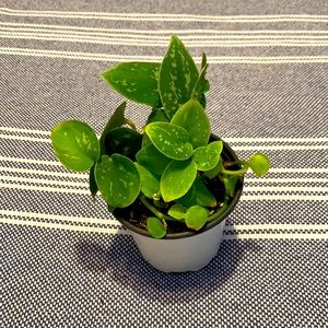 Satin Pothos (Scindapsus Pictus) in 4” Pot